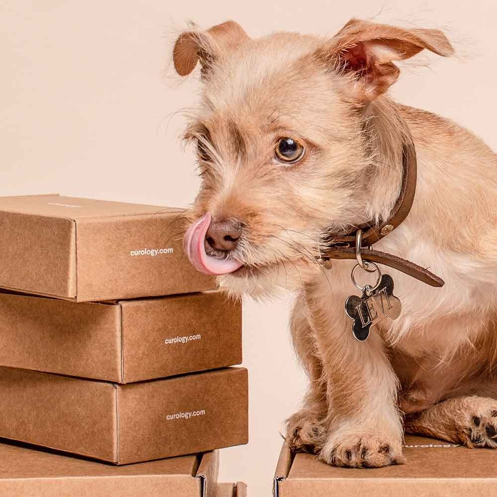 Safe Dog Rehoming: Our No-Shelter Process | Little Doggy Rescue 1 A small dog on packing boxes, representing the need for a safe dog rehoming service when moving.