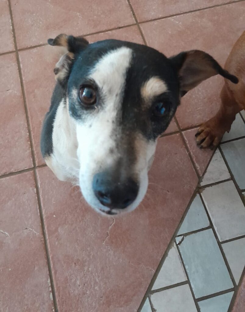 #058 ALREADY HOMED - GP - Flekkie Fox Terrier urgent adoption 4 Flekkie male Fox Terrier 4