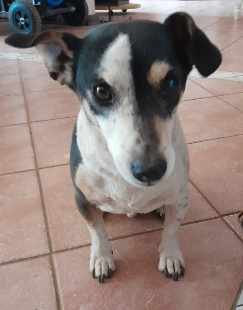 #058 ALREADY HOMED - GP - Flekkie Fox Terrier urgent adoption 2 Flekkie male Fox Terrier 5