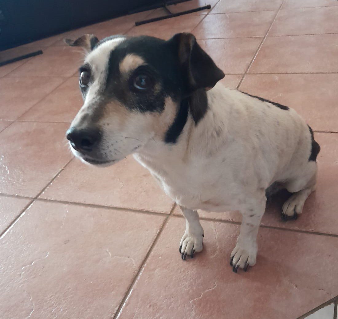 #058 ALREADY HOMED – GP – Flekkie Fox Terrier urgent adoption