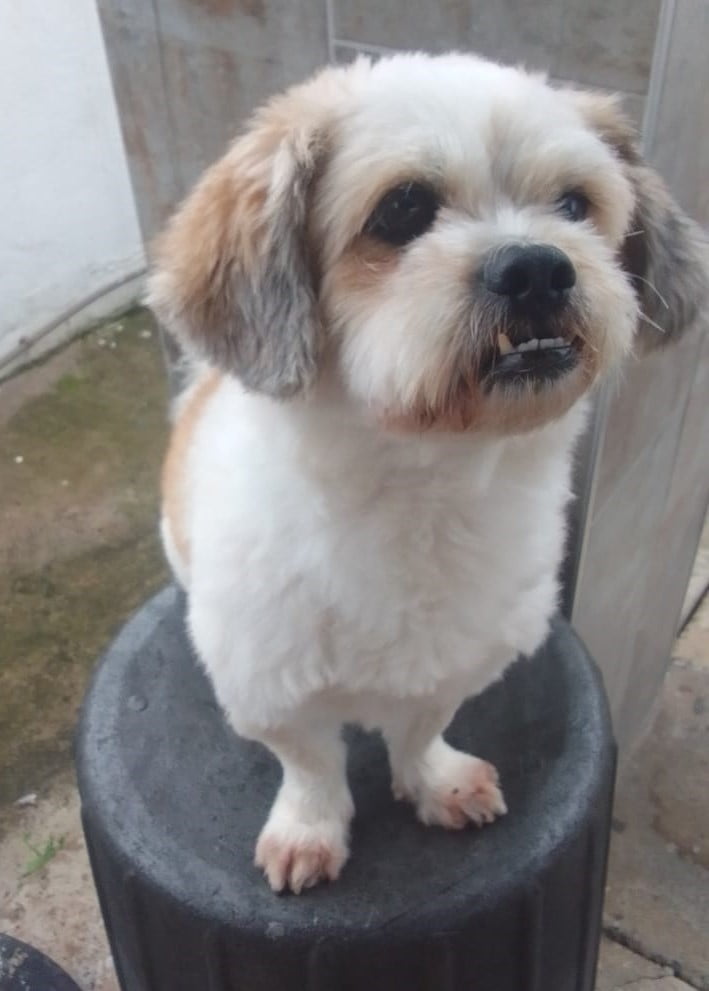 #060 ALREADY ADOPTED – Durban – Frodo Adopt a dog urgently