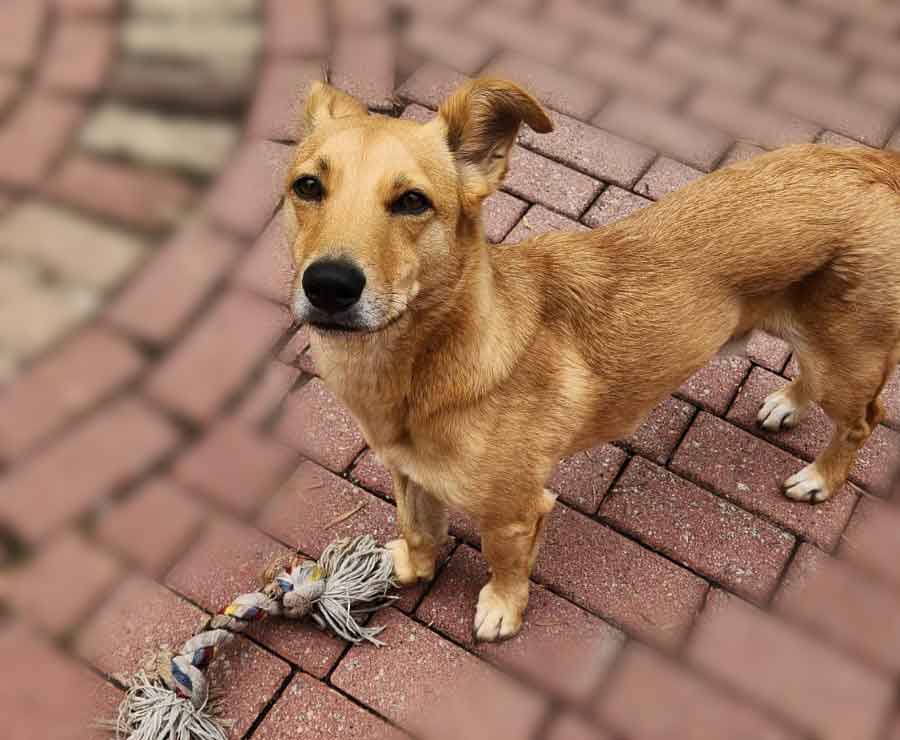#066 ALREADY ADOPTED - GP - Adopt a Dog: Comet - Dorgi 2 Adopt a Dog: Comet - Dorgi