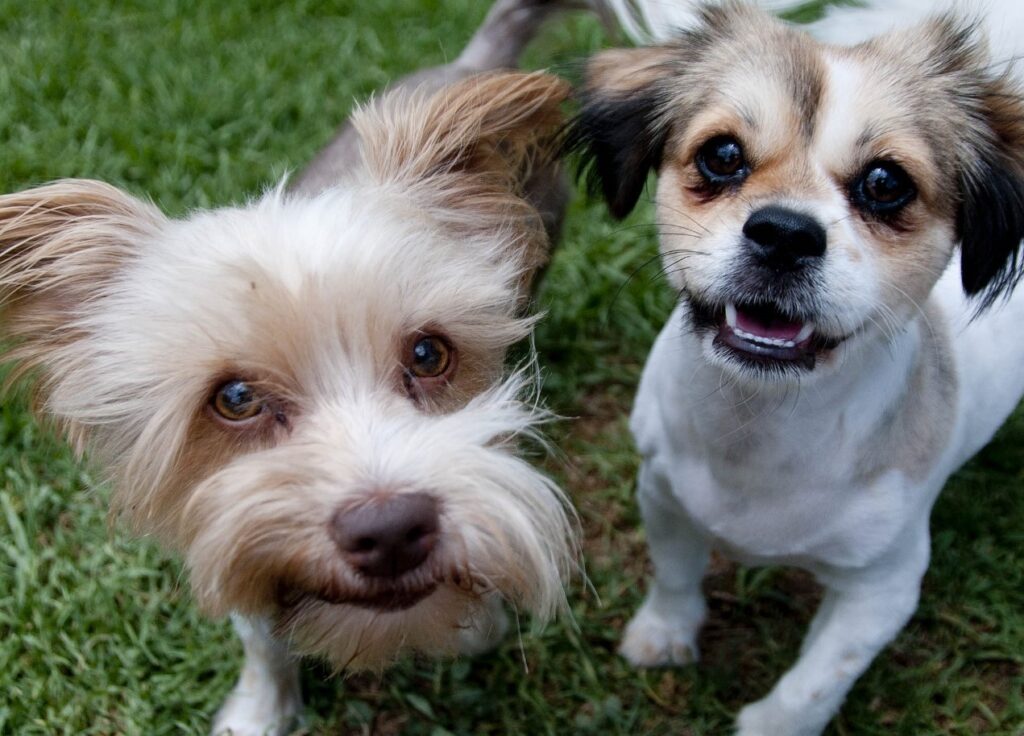 #063 ALREADY ADOPTED - GP - Adopt a dog Adorable Jax & Molly 1 Adopt a dog Yorkshire Terrier male & female Pekingese cross jack Russell