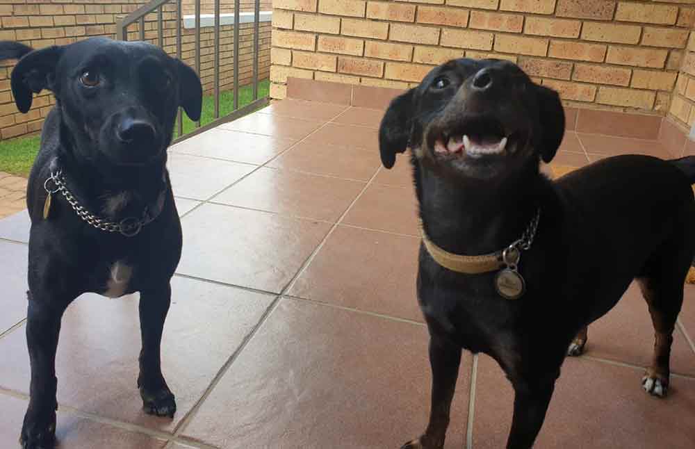 #071 ALREADY ADOPTED - GP Randburg, Adopt a Chipin Today Harley & Harper 1 Adopt a Chipin females, Harper & Harley are Chihuahua cross Miniature Pinscher, they are happy small dogs waiting to be aodpted.