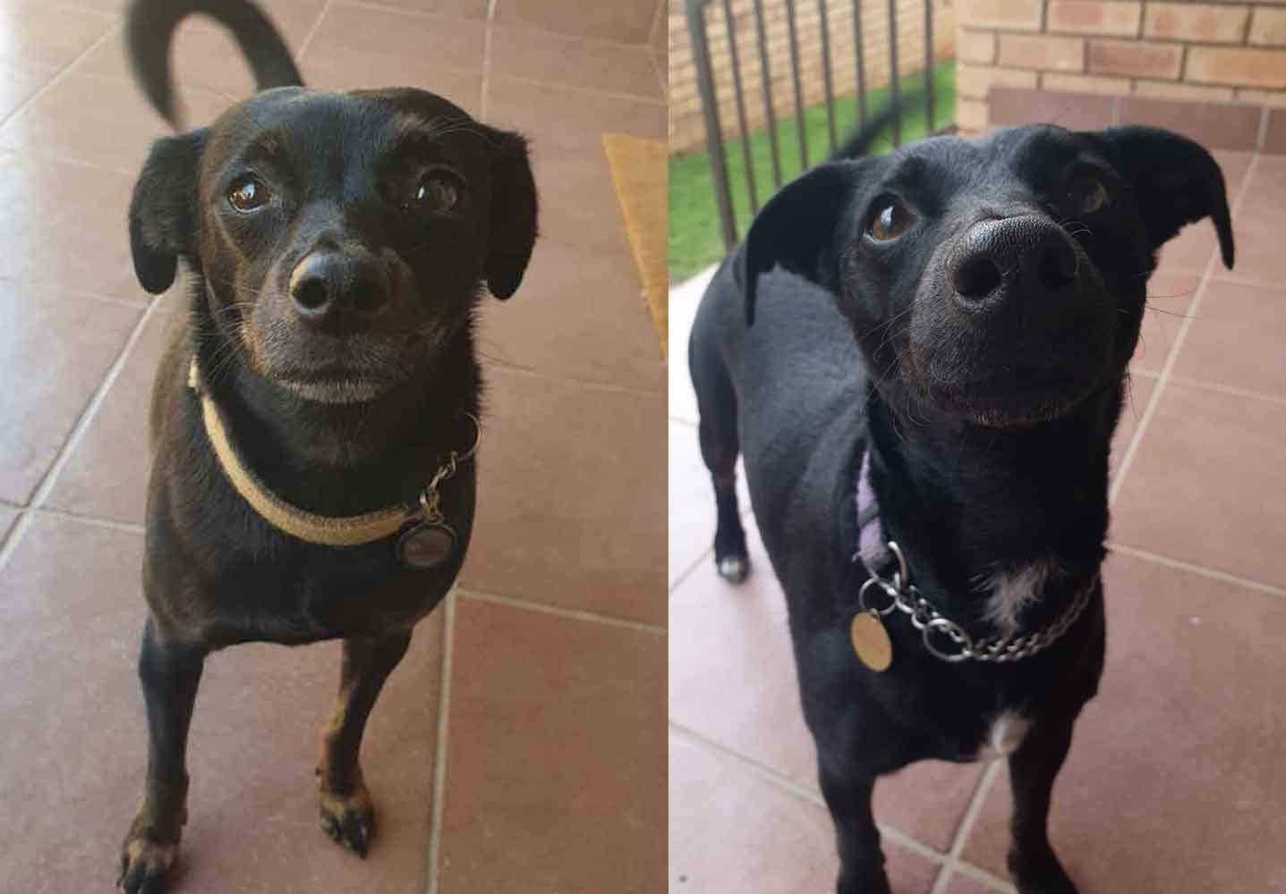 Adopt a Chipin, Harley & Harper are small female dogs, excitedly waiting for a new family to adopt them.