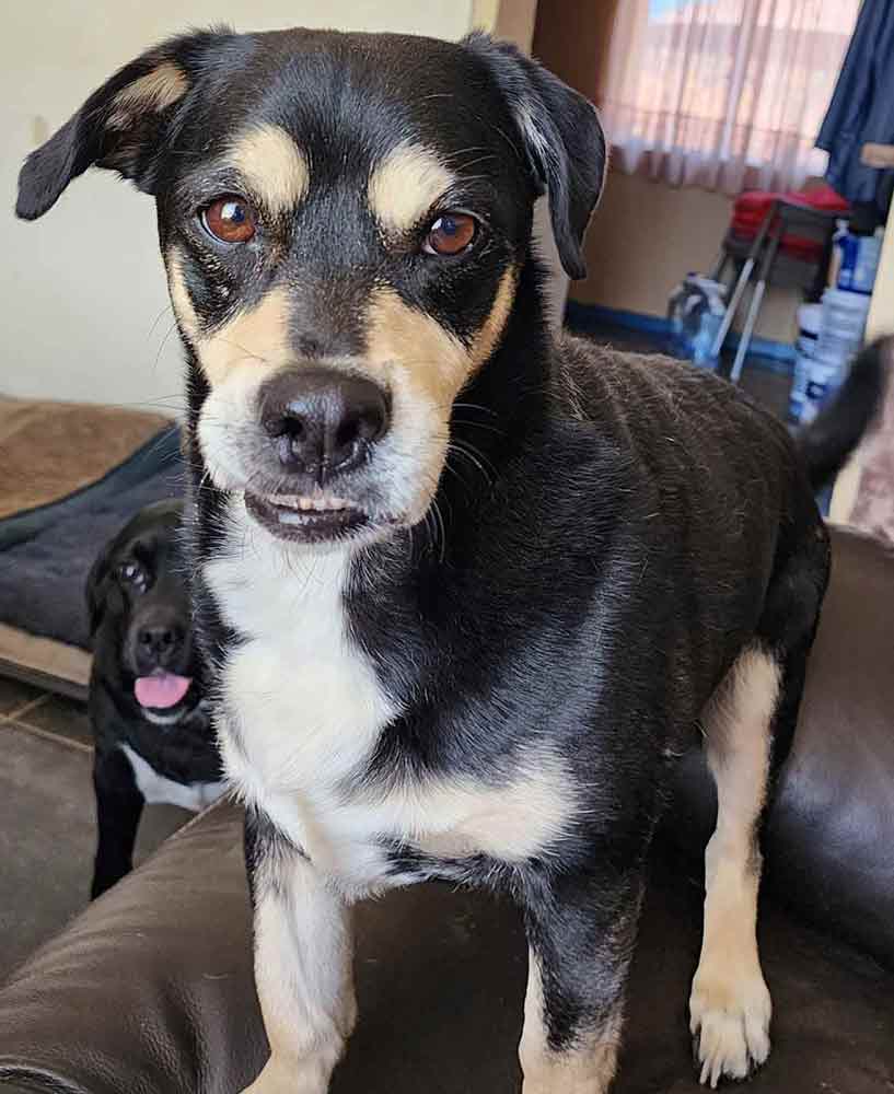 #061 Already Adopted - Adopt a Dog - 3 senior mixed breed dogs 3 Adopt a dog, Jeff gets cold, and needs cuddles. Adopt a senior dog