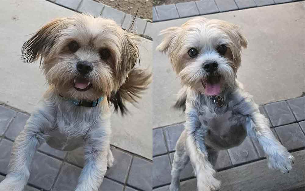 Adopt a Puppy: Rum is a 10 month old male Yorkinese Puppy and Raisin is 10 month old female Yorkinese Puppy. Yorkinese is a Yorkshire Terrier cross Pekingese