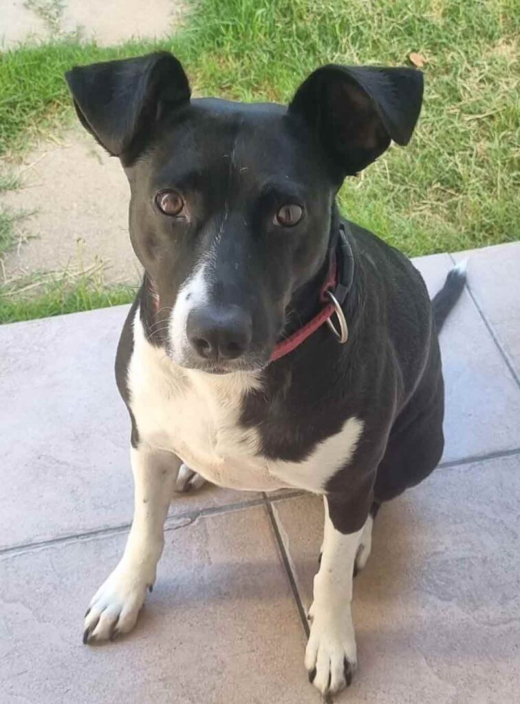 #074 ALREADY ADOPTED - WC Claremont, Adopt a Female Sophie 1 Adopt a female Border Staffy - Sophie.