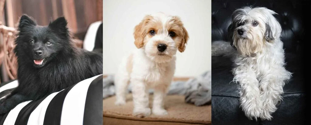 Adorable dogs for adoption, all small breed dogs available to be united with loving new families