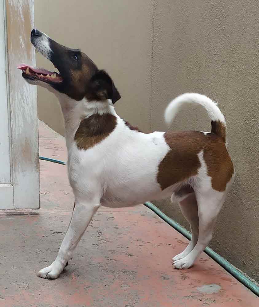 #076 ALREADY ADOPTED - WC Muizenberg, Adopt a Fox Terrier, Jaque, Laika and Alfie 11 Adopt a Smooth Fox Terrier male, Alfie would be good watch dog