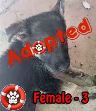 #077 ALREADY ADOPTED - WC Plattekloof Glen - Adopt a German Shepherd Puppy 3 Female 3 1