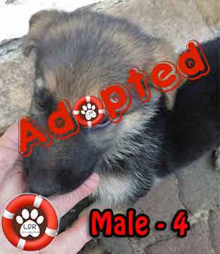 #077 ALREADY ADOPTED - WC Plattekloof Glen - Adopt a German Shepherd Puppy 7 Male 4 1