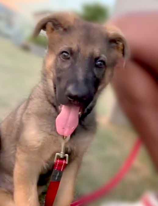 Adopt a GSD puppy Osama, German Shepherd puppy