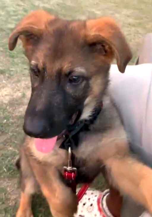 Adopt a GSD puppy Osama, German Shepherd puppy