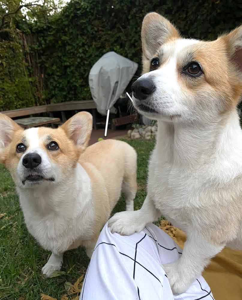 #075 ALREADY ADOPTED - WC Rondebosch Adopt a Corgi Rae & Tango 1 Adopt a Corgi. Rae female, and Tango is a male, 4 year old Pembroke Welsh Corgi's.