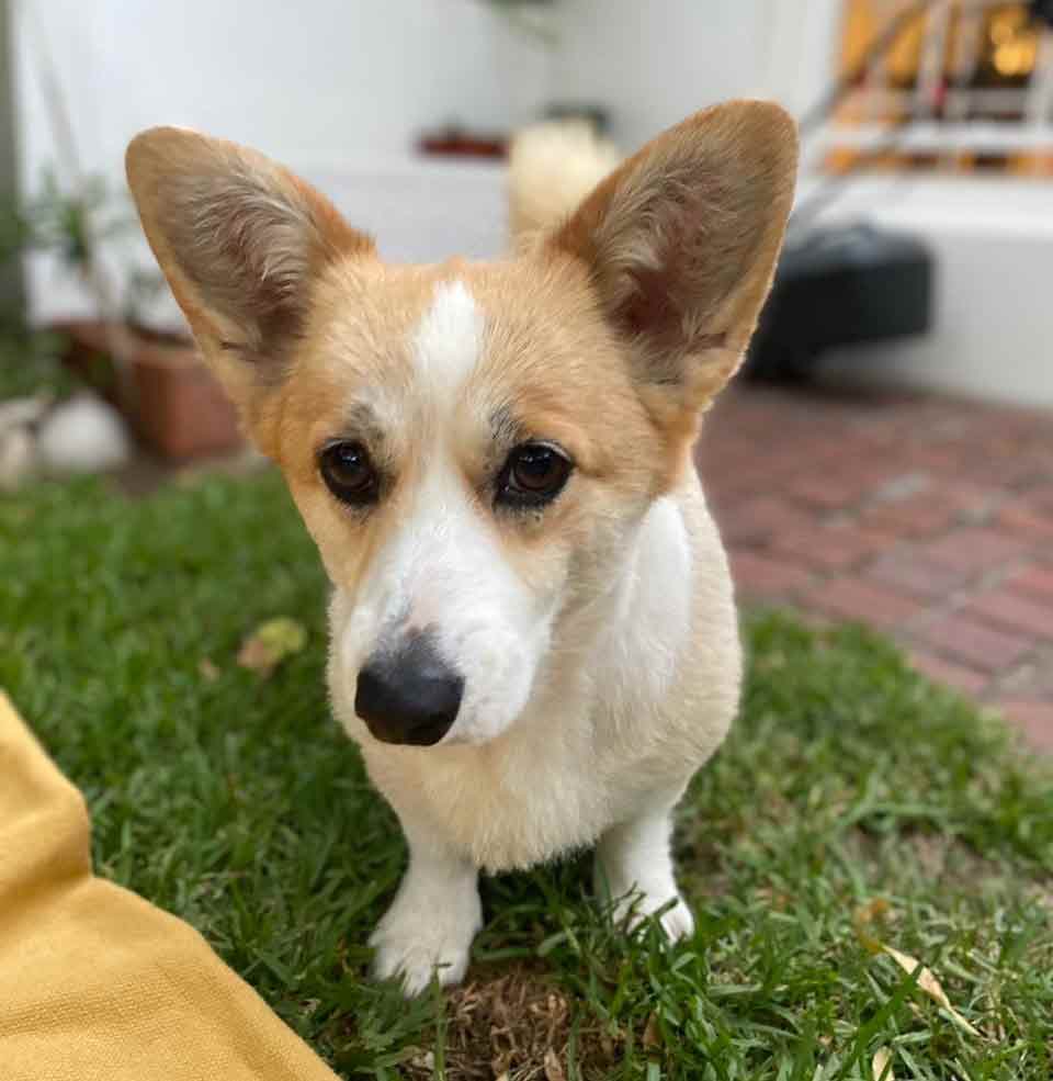 #075 ALREADY ADOPTED - WC Rondebosch Adopt a Corgi Rae & Tango 6 Adopt a Corgi. Rae female 4 year old Pembroke Welsh Corgi's.