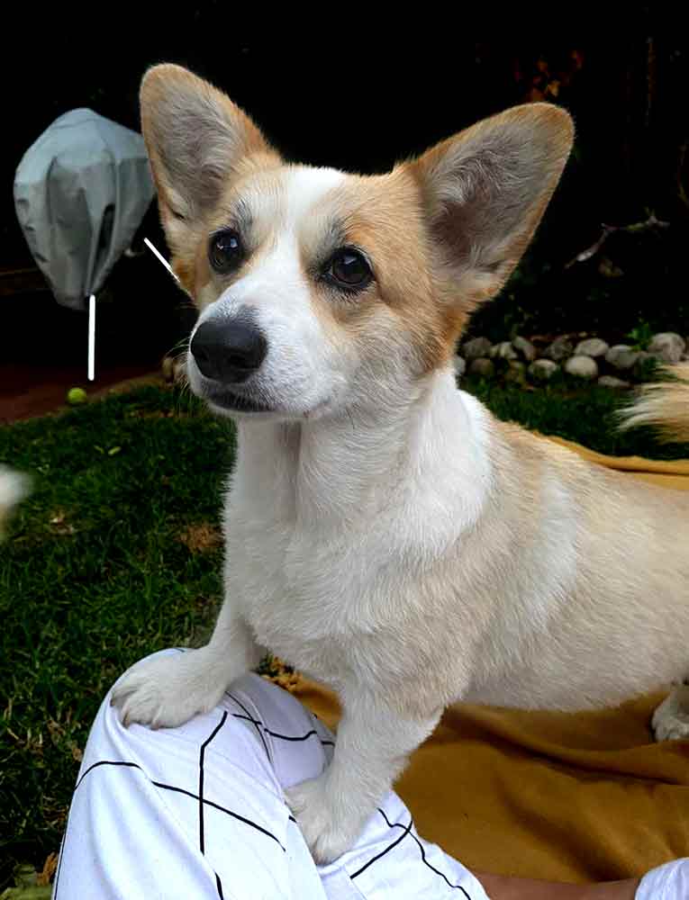 #075 ALREADY ADOPTED - WC Rondebosch Adopt a Corgi Rae & Tango 7 Adopt a Corgi. Rae female 4 year old Pembroke Welsh Corgi's.