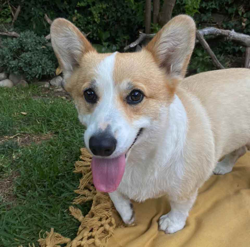 #075 ALREADY ADOPTED - WC Rondebosch Adopt a Corgi Rae & Tango 3 Adopt a Corgi. Tango male 4 year old Pembroke Welsh Corgi's.