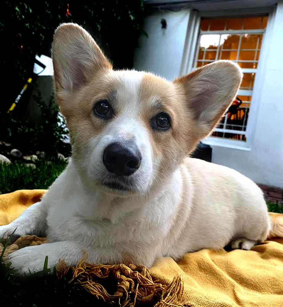 #075 ALREADY ADOPTED - WC Rondebosch Adopt a Corgi Rae & Tango 4 Adopt a Corgi. Tango male 4 year old Pembroke Welsh Corgi's.