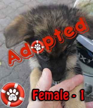 #077 ALREADY ADOPTED - WC Plattekloof Glen - Adopt a German Shepherd Puppy 1 female 1 1