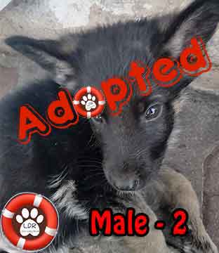 #077 ALREADY ADOPTED - WC Plattekloof Glen - Adopt a German Shepherd Puppy 5 male 2 1