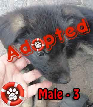 #077 ALREADY ADOPTED - WC Plattekloof Glen - Adopt a German Shepherd Puppy 6 Adopt a German Shepherd puppy male