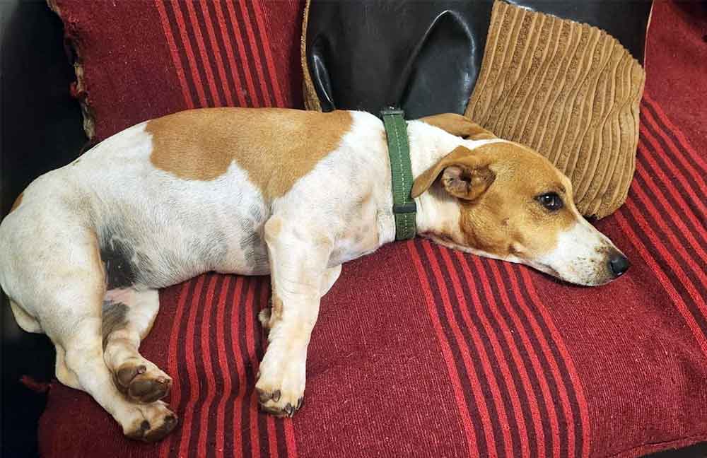 Adopt a Jack Russell Female Abbey 1