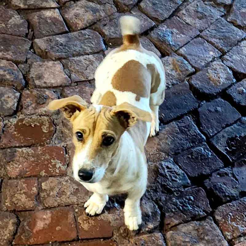 purebred female Jack Russell 