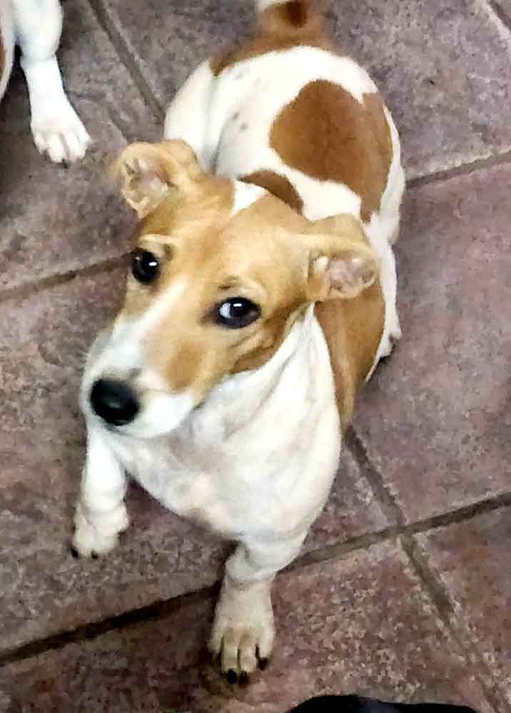 Adopt a female Jack Russell Abbey