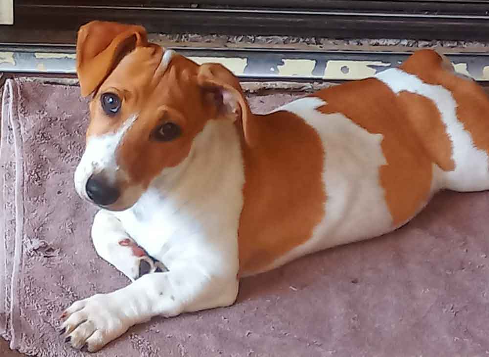 #085 ALREADY ADOPTED – GP Pretoria – Adopt a Jack Russell – Abbey