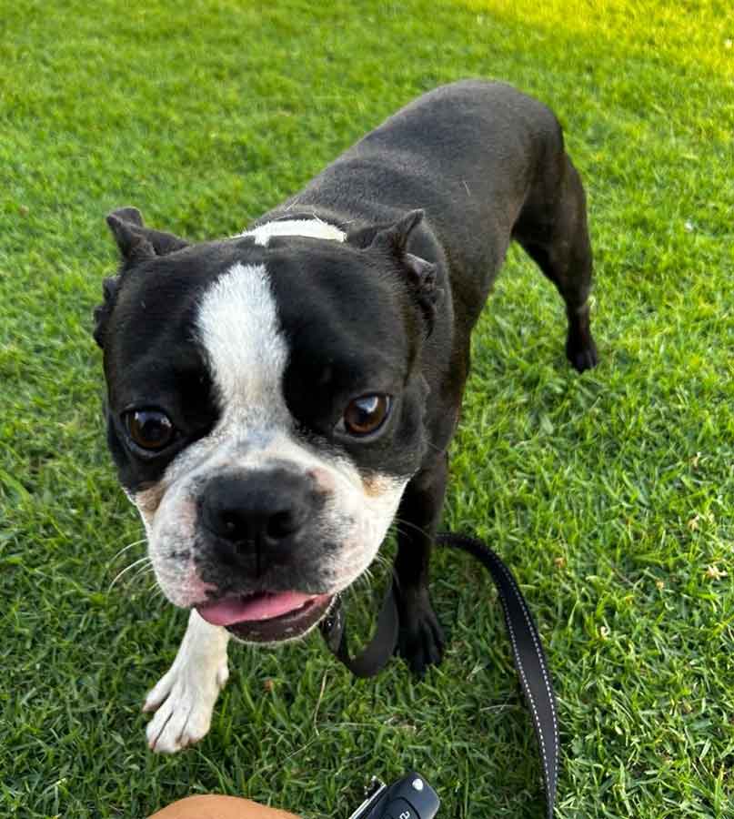 Adopt Boston Terrier Gus one year old male