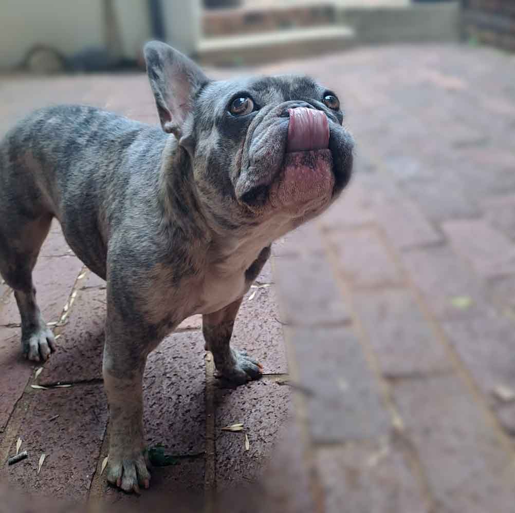 Adopt Exotic French Bulldog - Levi
