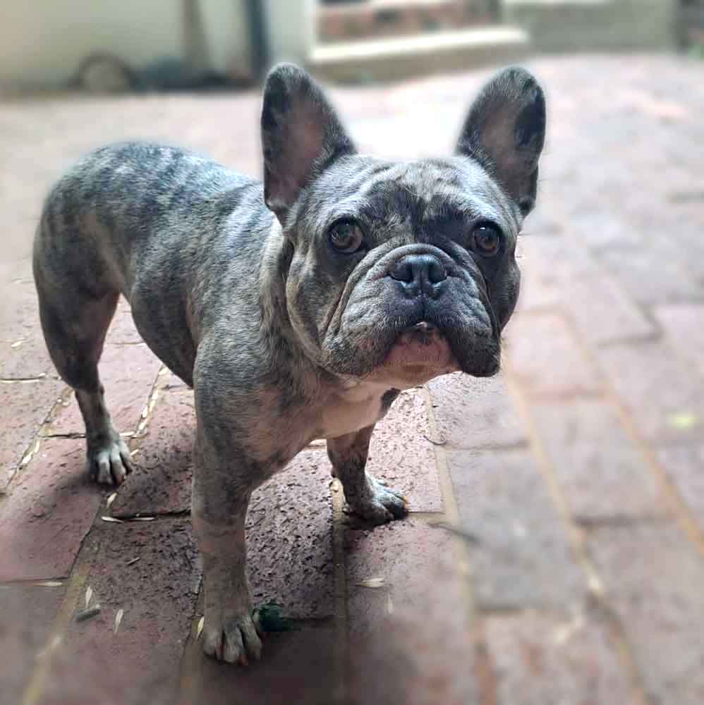 #084 ALREADY ADOPTED – GP Pretoria, Adopt Exotic French Bulldog – Levi