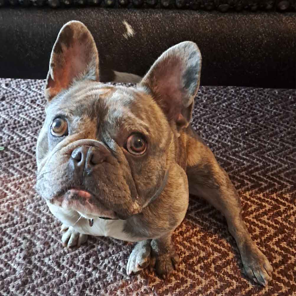 Adopt Exotic French Bulldog - Levi