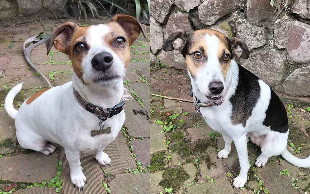 #082 ALREADY ADOPTED – KZN Durban Adopt a Jack Russell Skye and Nala