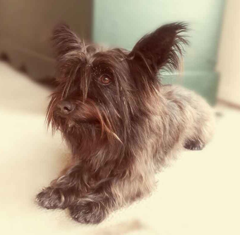 Adopt Chilli: The Playful and Brave Mini Scottish Terrier