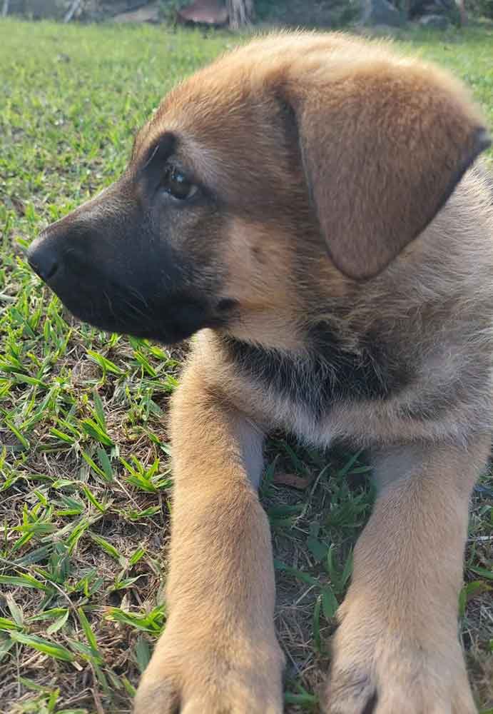 #094 ALREADY ADOPTED - Kwa-Zulu Natal, Darnell - Adopt a GSD Puppy 7 Coffee male German Shepherd Puppy
