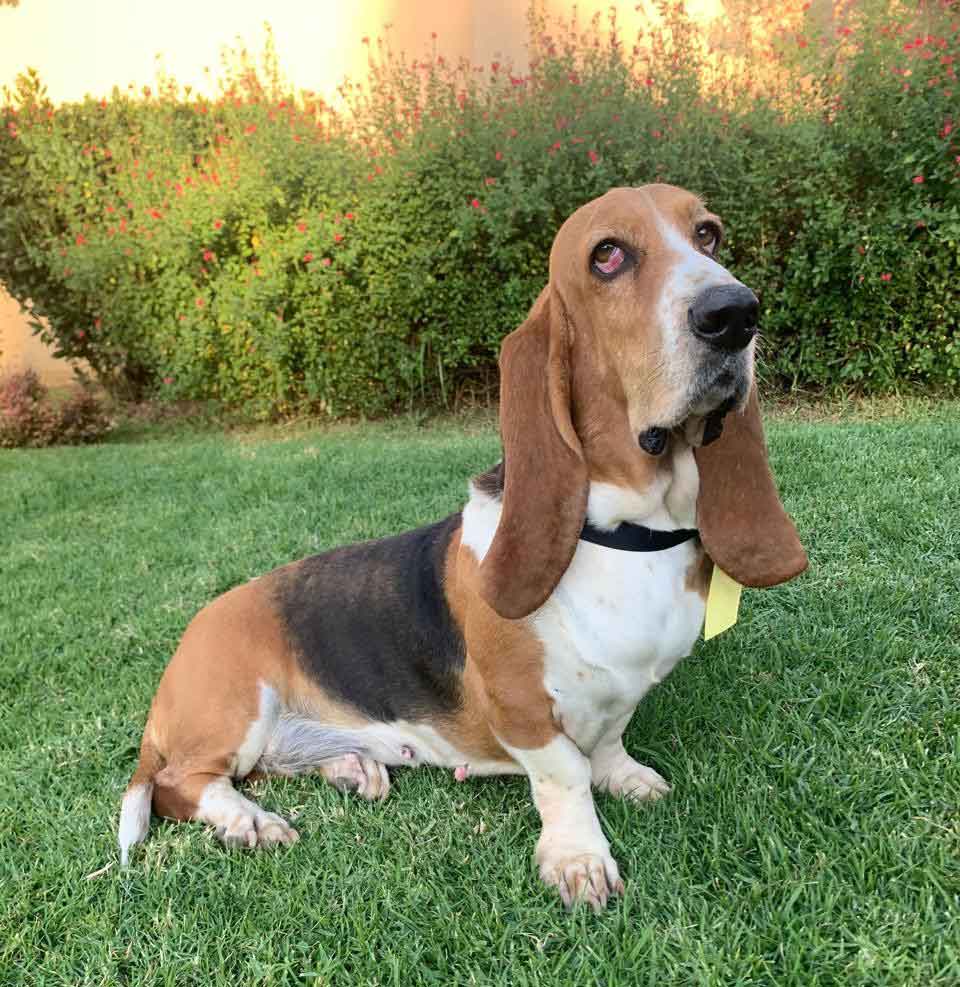 #090 ALREADY ADOPTED - GP Pretoria Adopt a Basset Hound, Chloé & Ginger ...