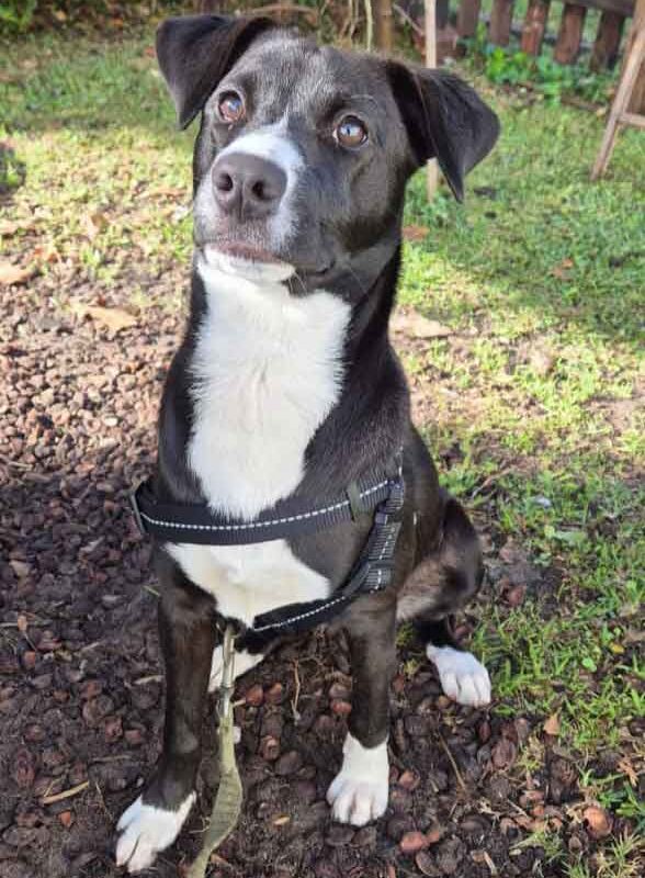 Adopt Mia 6 month old border collie female puppy