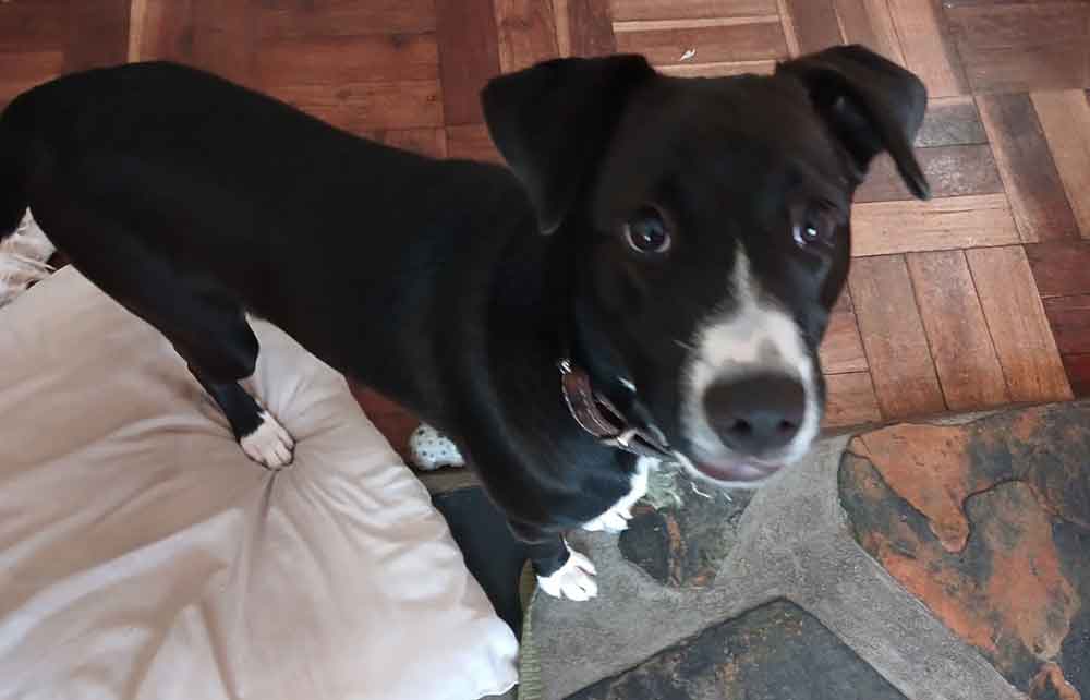 #093 ALREADY ADOPTED - Western Cape, Plumstead - Adopt Mia Border Collie 2 Adopt Mia 6 month old border collie female puppy