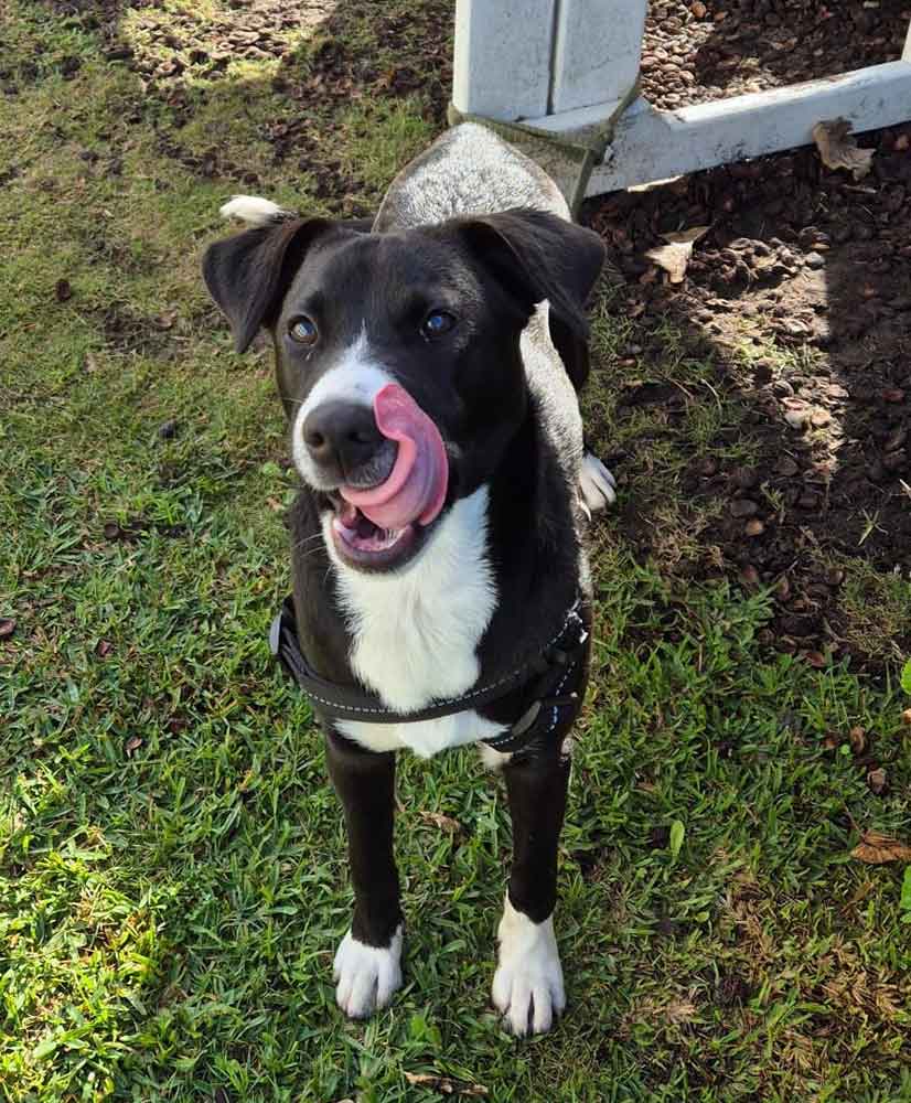 #093 ALREADY ADOPTED - Western Cape, Plumstead - Adopt Mia Border Collie 4 Mia puppy border collie cross ridgeback 4