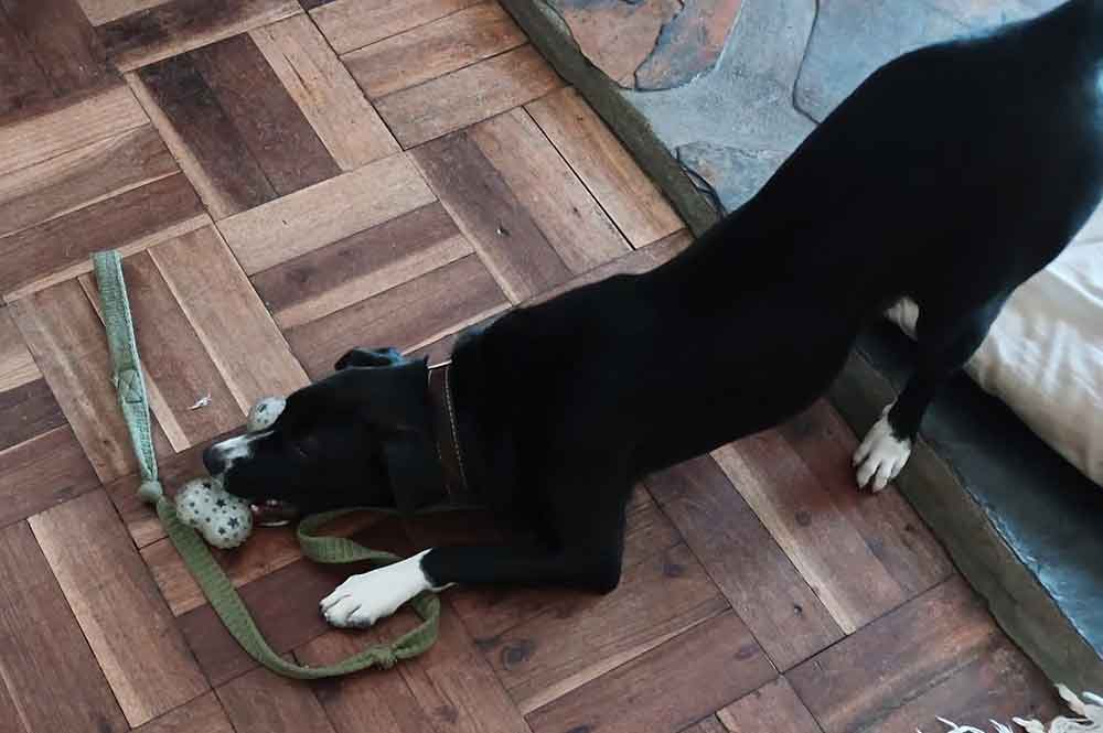 #093 ALREADY ADOPTED - Western Cape, Plumstead - Adopt Mia Border Collie 3 Adopt Mia 6 month old border collie female puppy