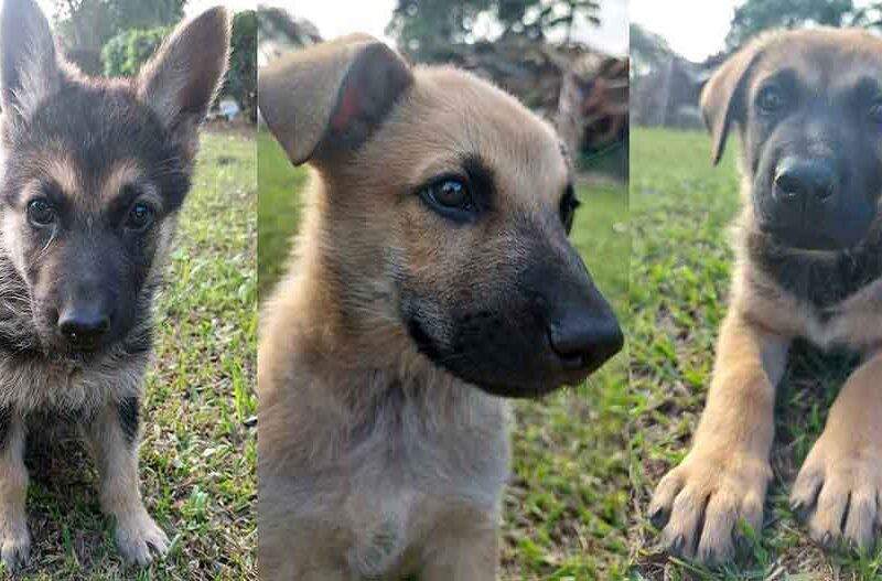 Adopt a GSD Puppy Midnight, Star and Coffee 8 week old puppies