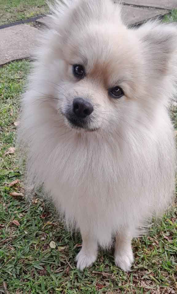 #092 ALREADY ADOPTED - Western Cape Mossel Bay - Toffie: Your Perfect Pomeranian Companion 2 adopt a white male Pomeranian