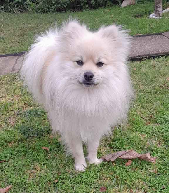 #092 ALREADY ADOPTED - Western Cape Mossel Bay - Toffie: Your Perfect Pomeranian Companion 4 Adopt Toffie, 2 year old white male Pomeranian