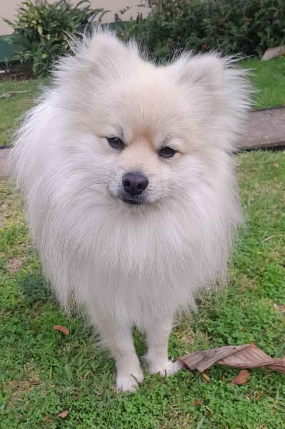 #092 ALREADY ADOPTED - Western Cape Mossel Bay - Toffie: Your Perfect Pomeranian Companion 5 Adopt Toffie, 2 year old white male Pomeranian