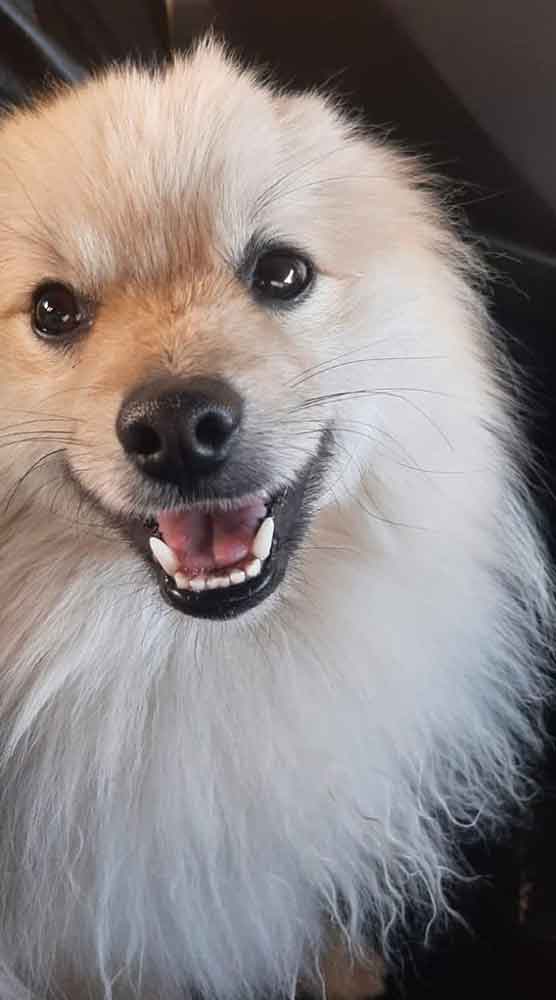 #092 ALREADY ADOPTED - Western Cape Mossel Bay - Toffie: Your Perfect Pomeranian Companion 3 adopt a white male Pomeranian