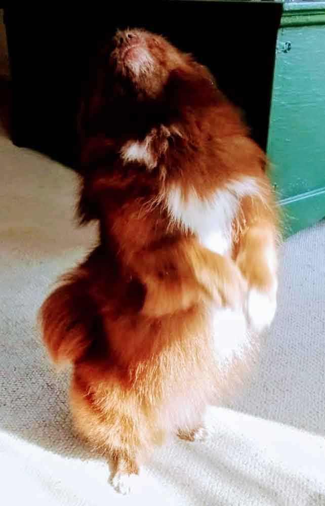 #096 ALREADY ADOPTED - Gauteng, Edenvale - Adopt Ziggy The Fierce and Fabulous Peek-A-Pom 3 Adopt Ziggy The Fierce and Fabulous Peek-A-Pom