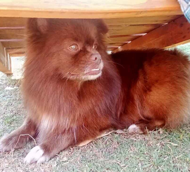 Adopt Ziggy The Fierce and Fabulous Peek-A-Pom