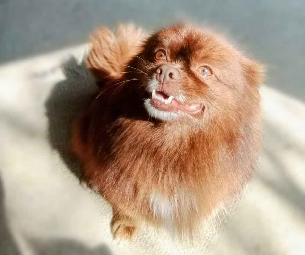 #096 ALREADY ADOPTED - Gauteng, Edenvale - Adopt Ziggy The Fierce and Fabulous Peek-A-Pom 6 Adopt Ziggy The Fierce and Fabulous Peek-A-Pom